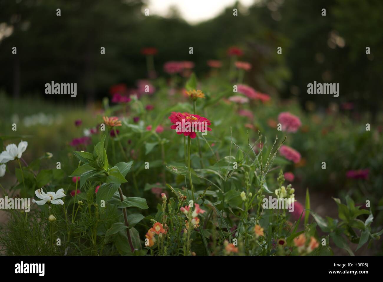 Row of zinnia cosmos snapdragons in a garden Stock Photo