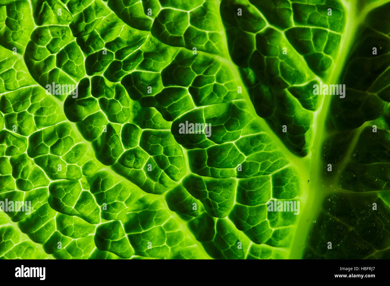 fresh savoy cabbage leaf Stock Photo Alamy