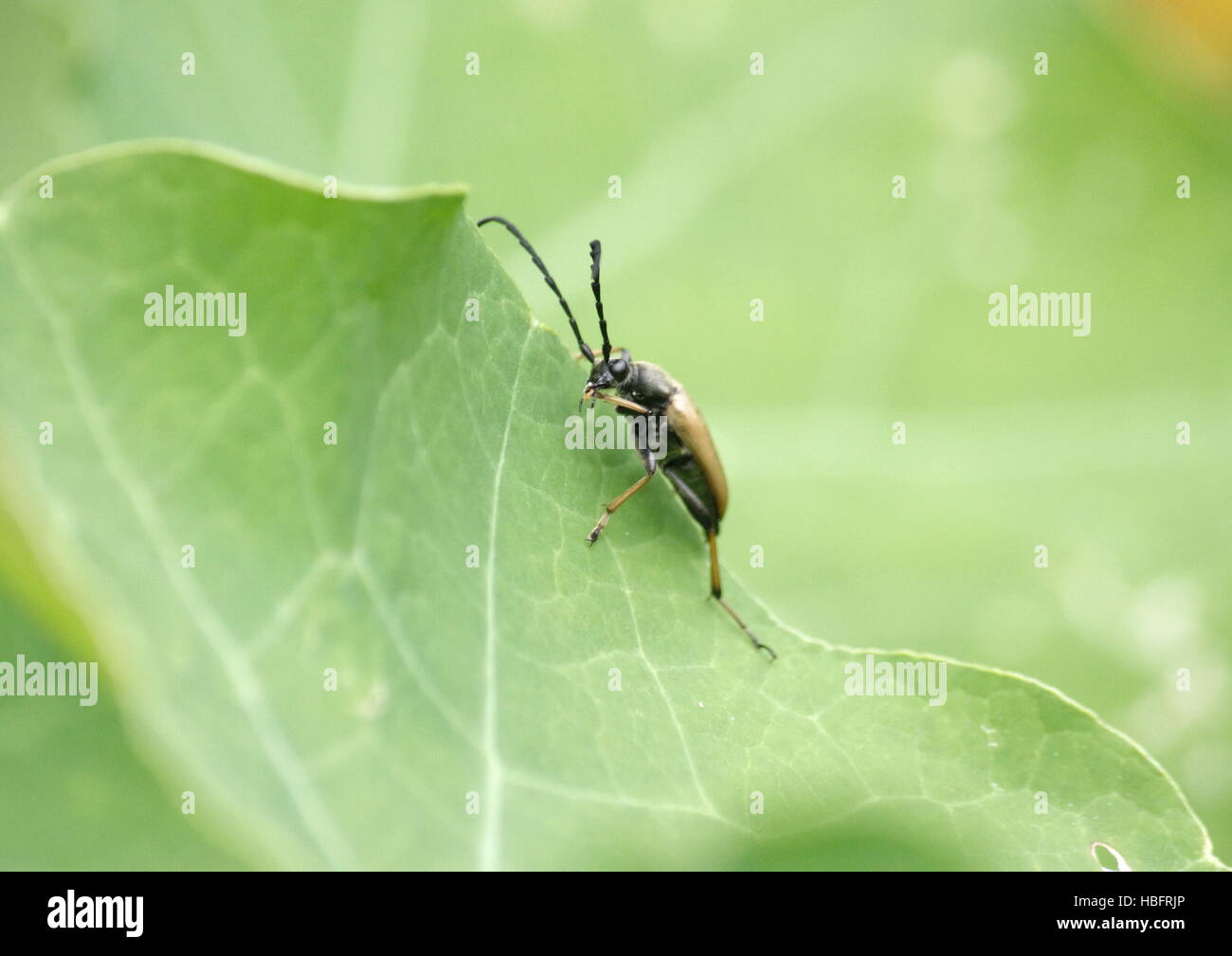 Beetle, stictoleptura rubra,  on a leaf Stock Photo