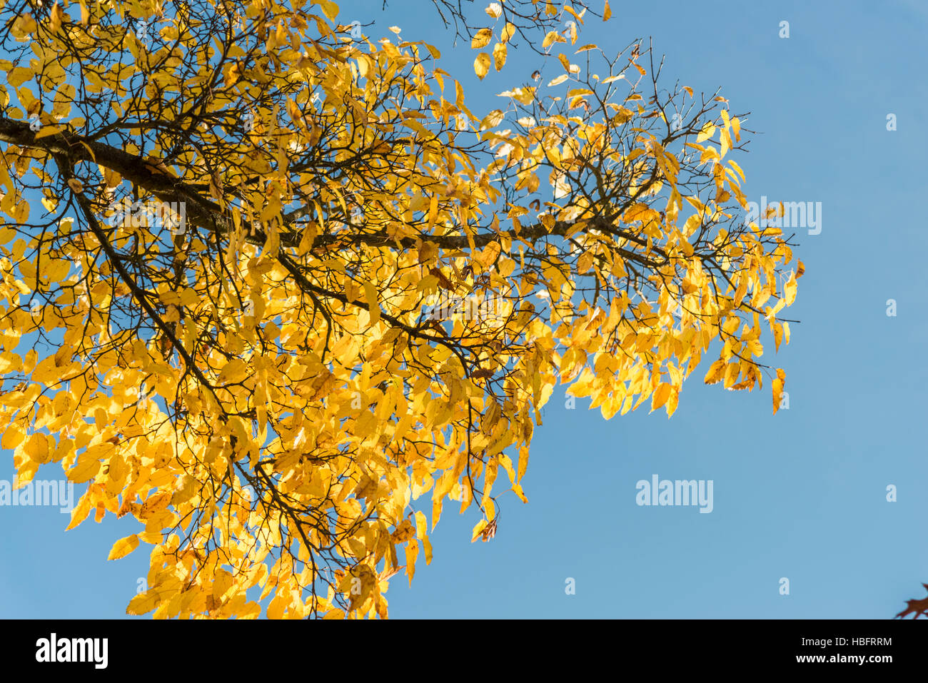 Yellow autumn leaves on a tree in front of blue sky Stock Photo - Alamy