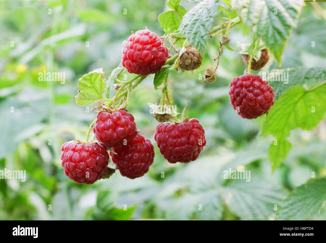 Raspberry berries Stock Photo