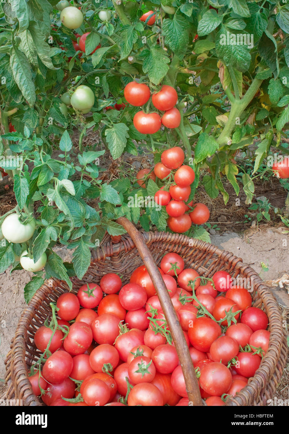 Plentiful fructification of tomatoes Stock Photo