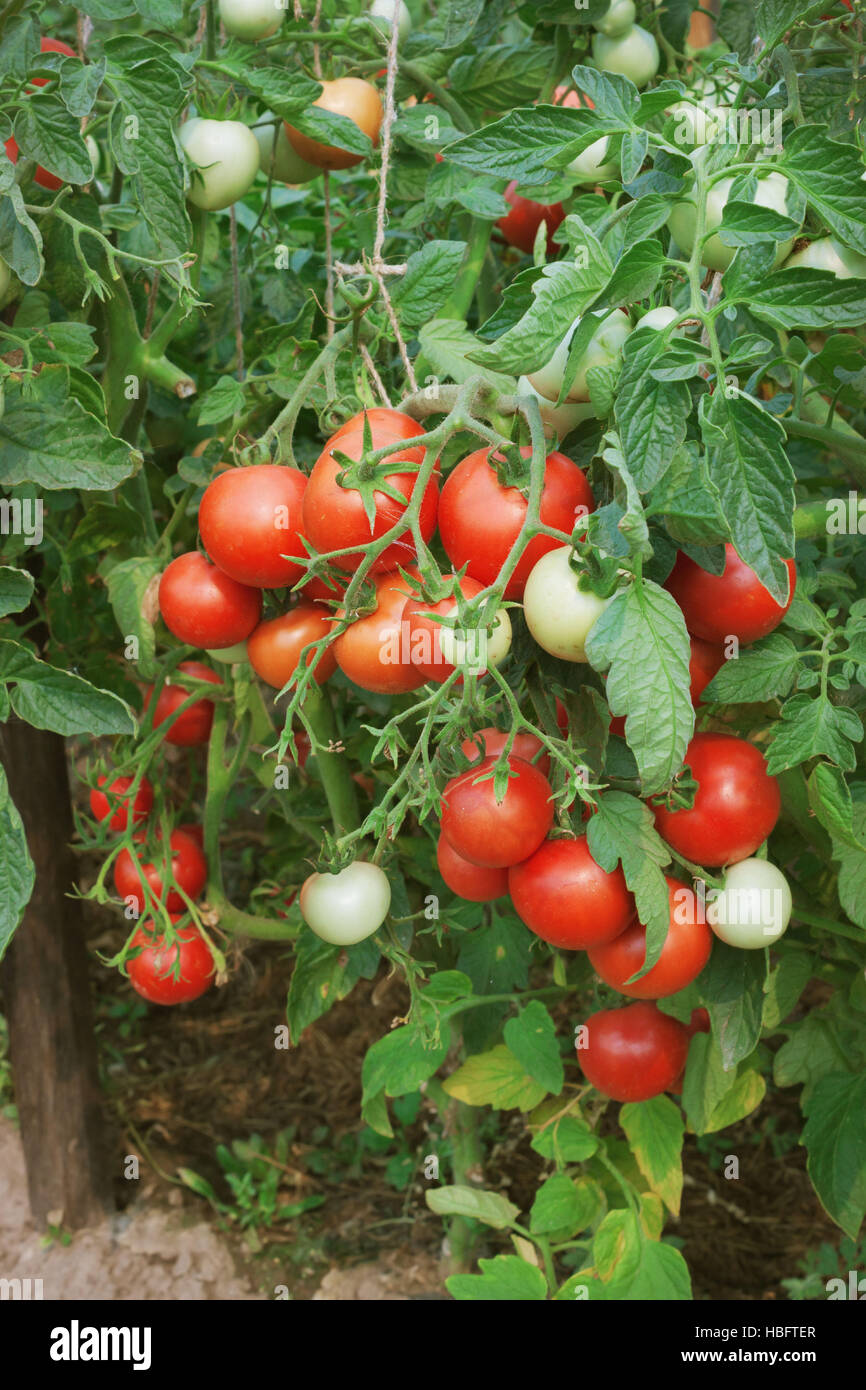 Plentiful fructification of tomatoes, august Stock Photo