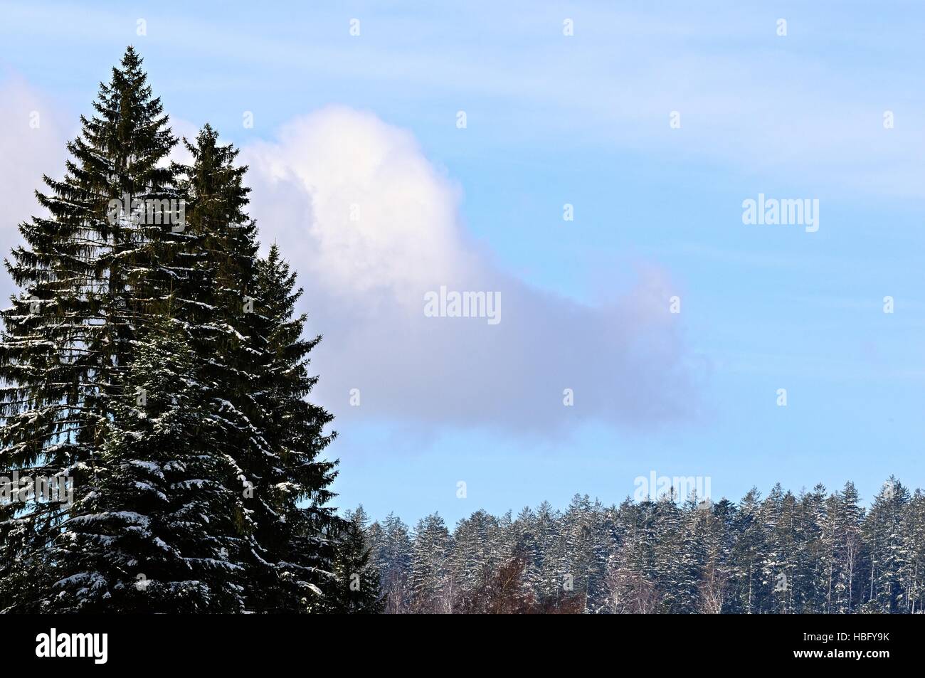 Cloud over the forest of needles Stock Photo - Alamy