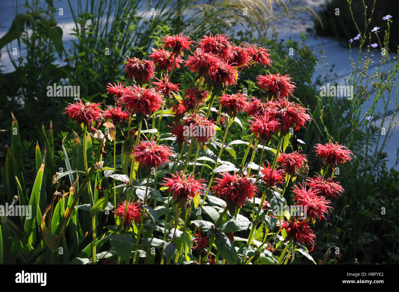 Monarda bee balm horsemint oswego hi-res stock photography and images ...