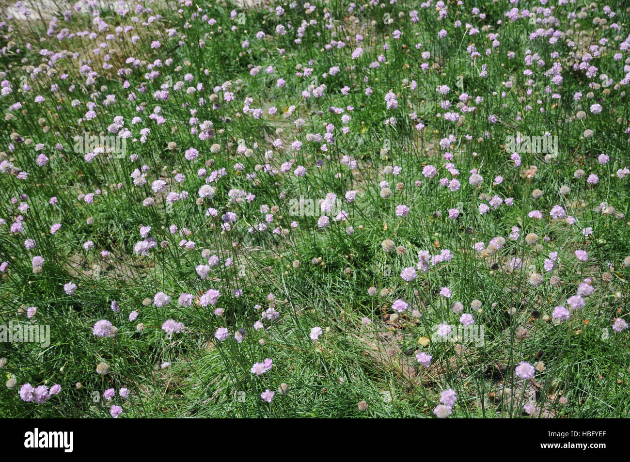Armeria maritima ssp. elongata, Thrift flower Stock Photo