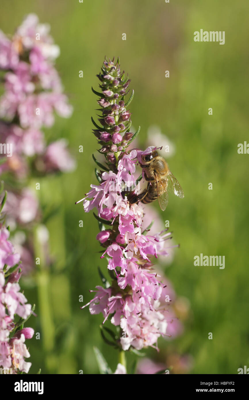 Hyssopus officinalis, Hyssop, with bee Stock Photo