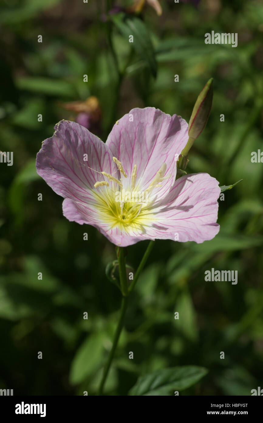Oeonthera speciosa, Pink evening primrose Stock Photo Alamy