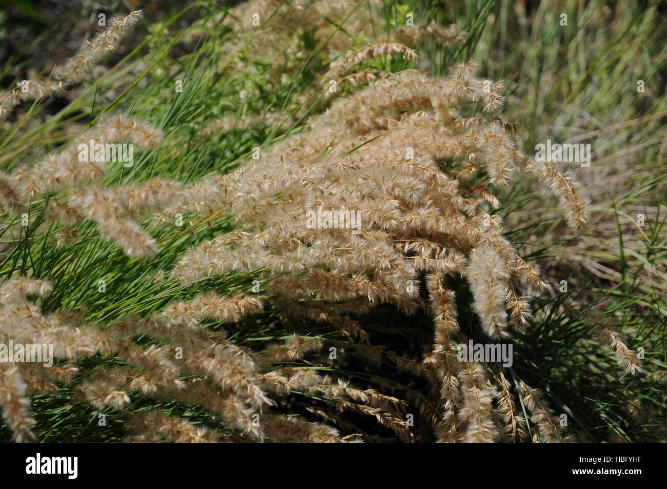 Melica jacquemontii, Melic grass Stock Photo