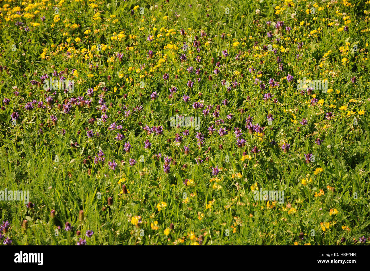 Prunella vulgaris, Selfseal Stock Photo