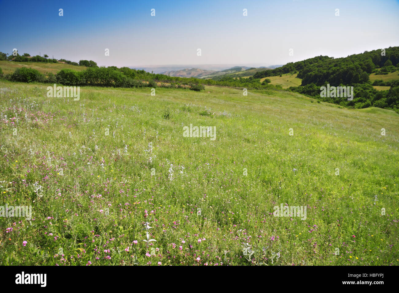 Meadow in mountains Stock Photo