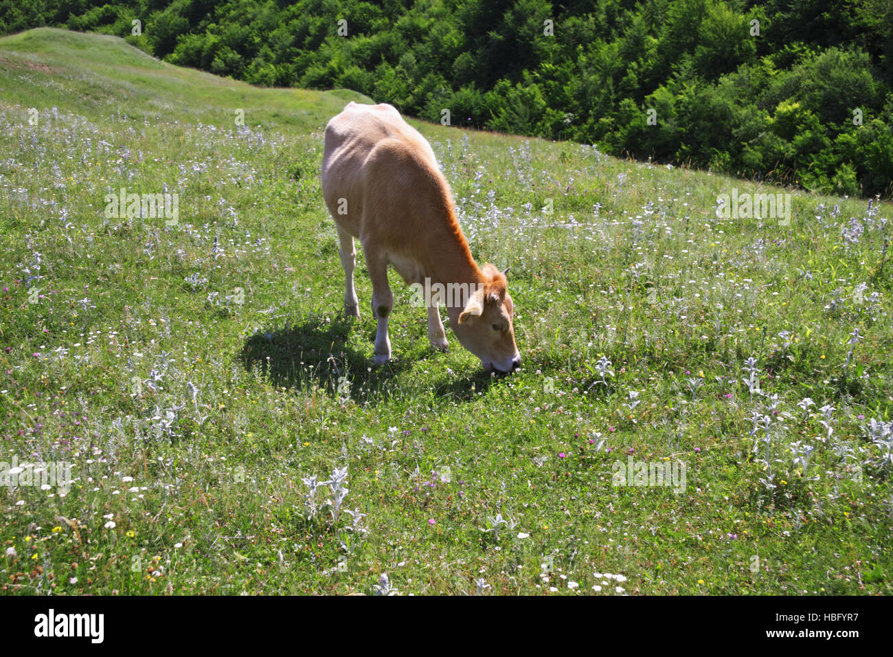 Cow on a pasture Stock Photo