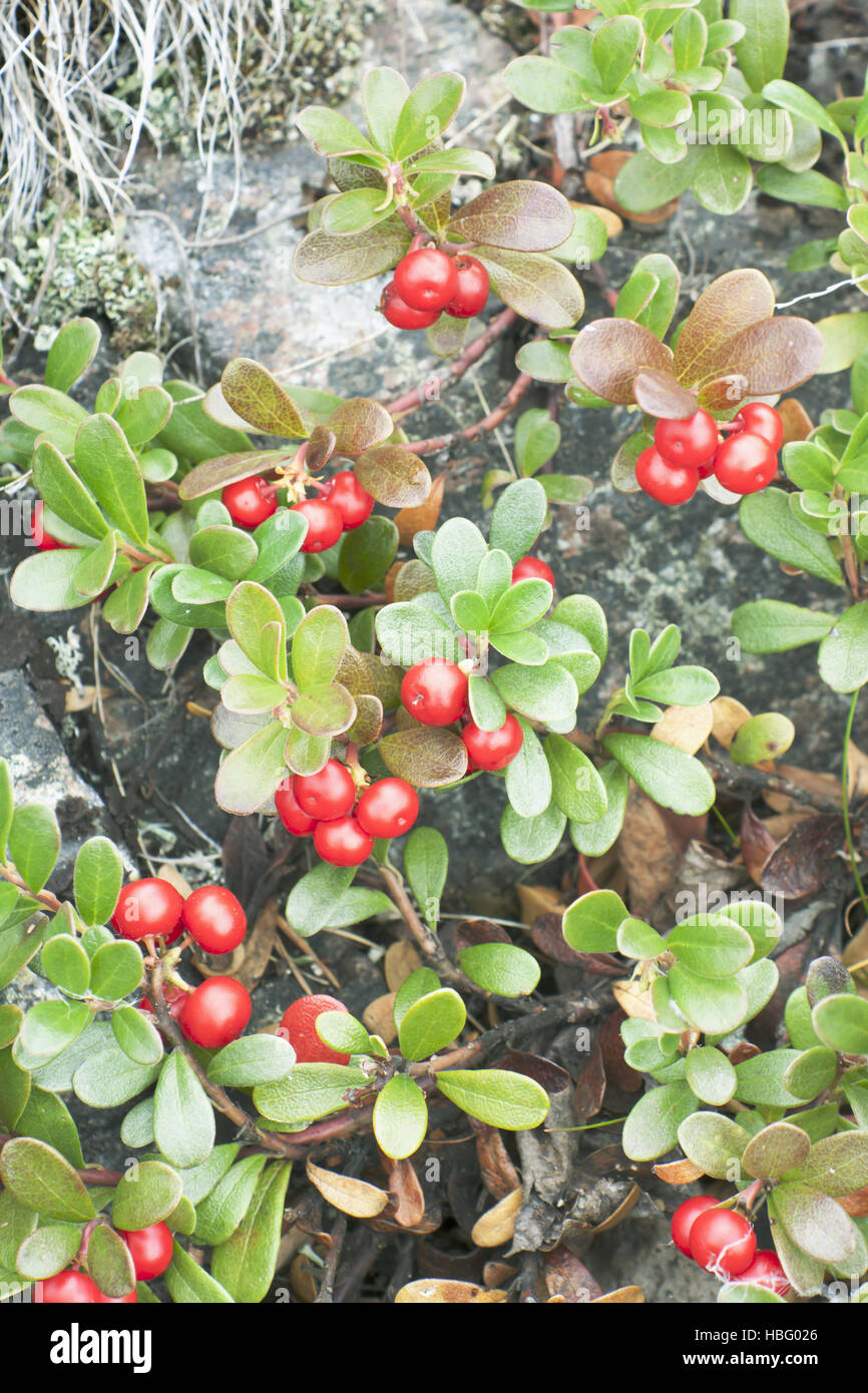 Bearberry (Arctostaphulos uvaursi) Stock Photo