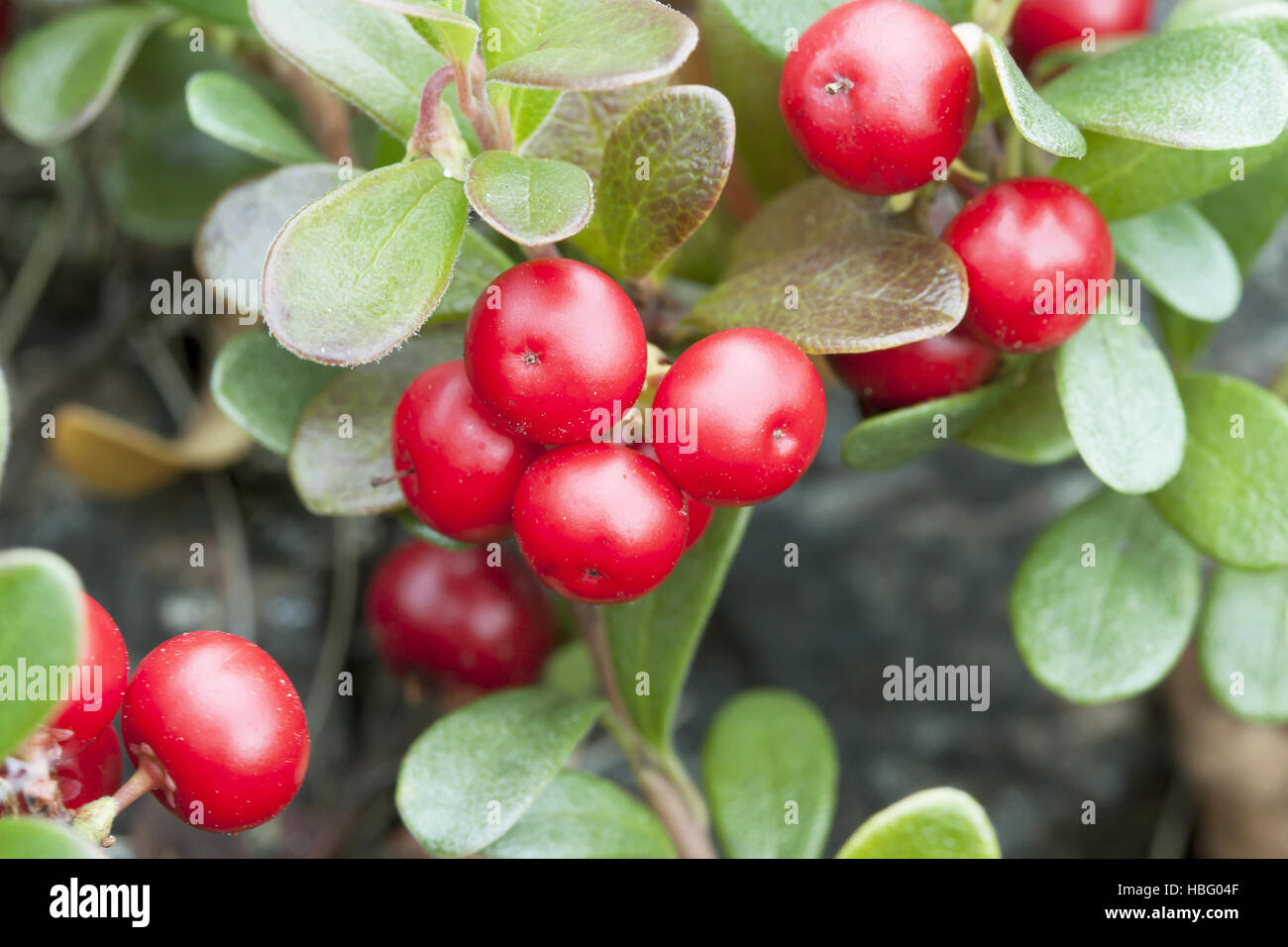 Bearberry (Arctostaphulos uvaursi) Stock Photo