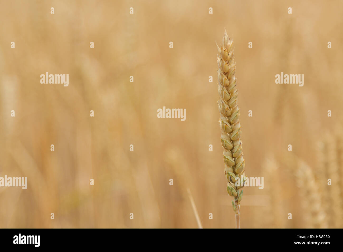 Wheat field Stock Photo