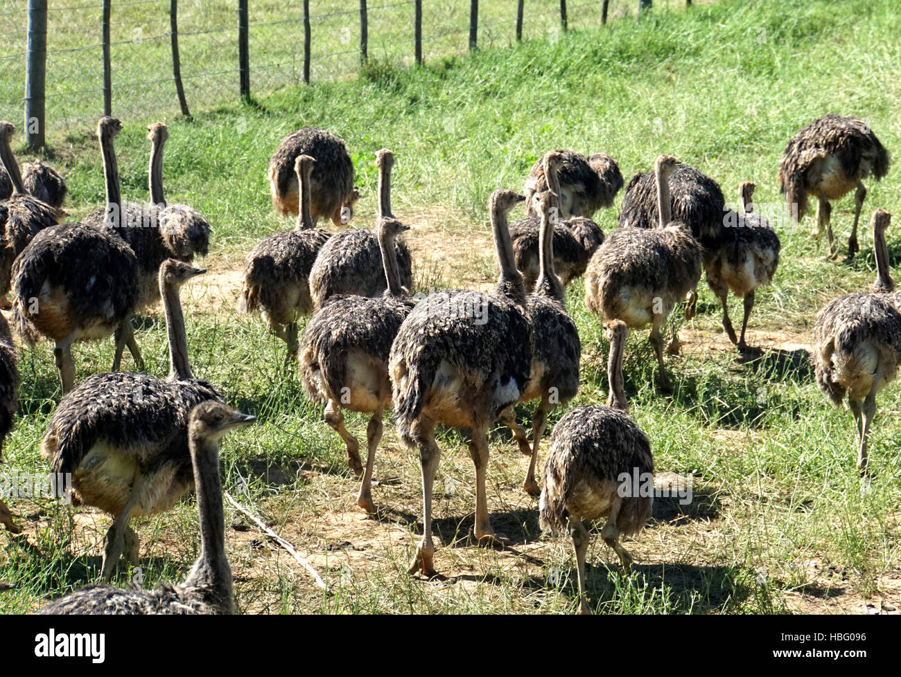 Young ostriches in South Africa Stock Photo