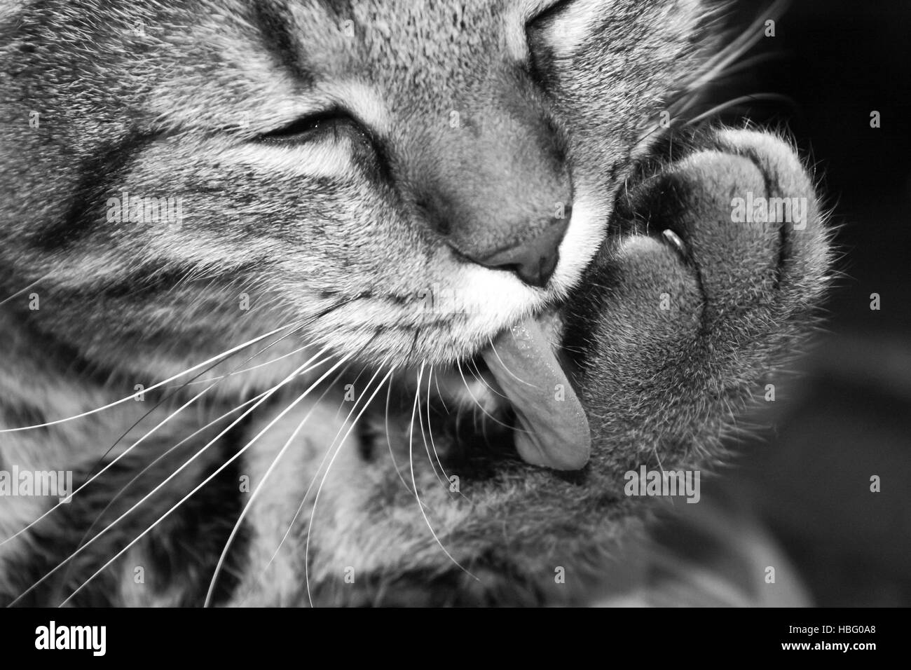 A cat licks their paw Stock Photo