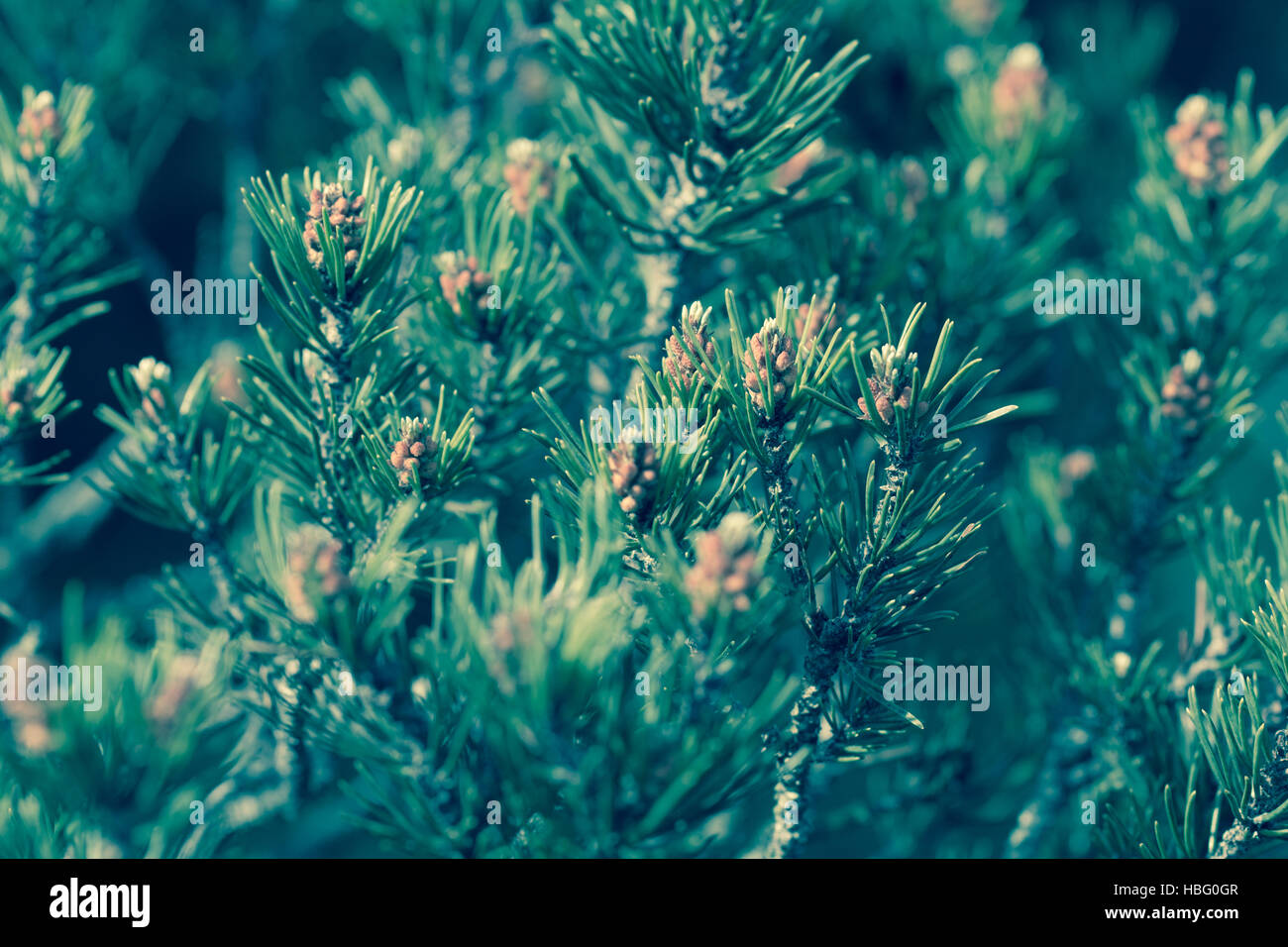 Close an alpine mountain pine - Abstract Stock Photo