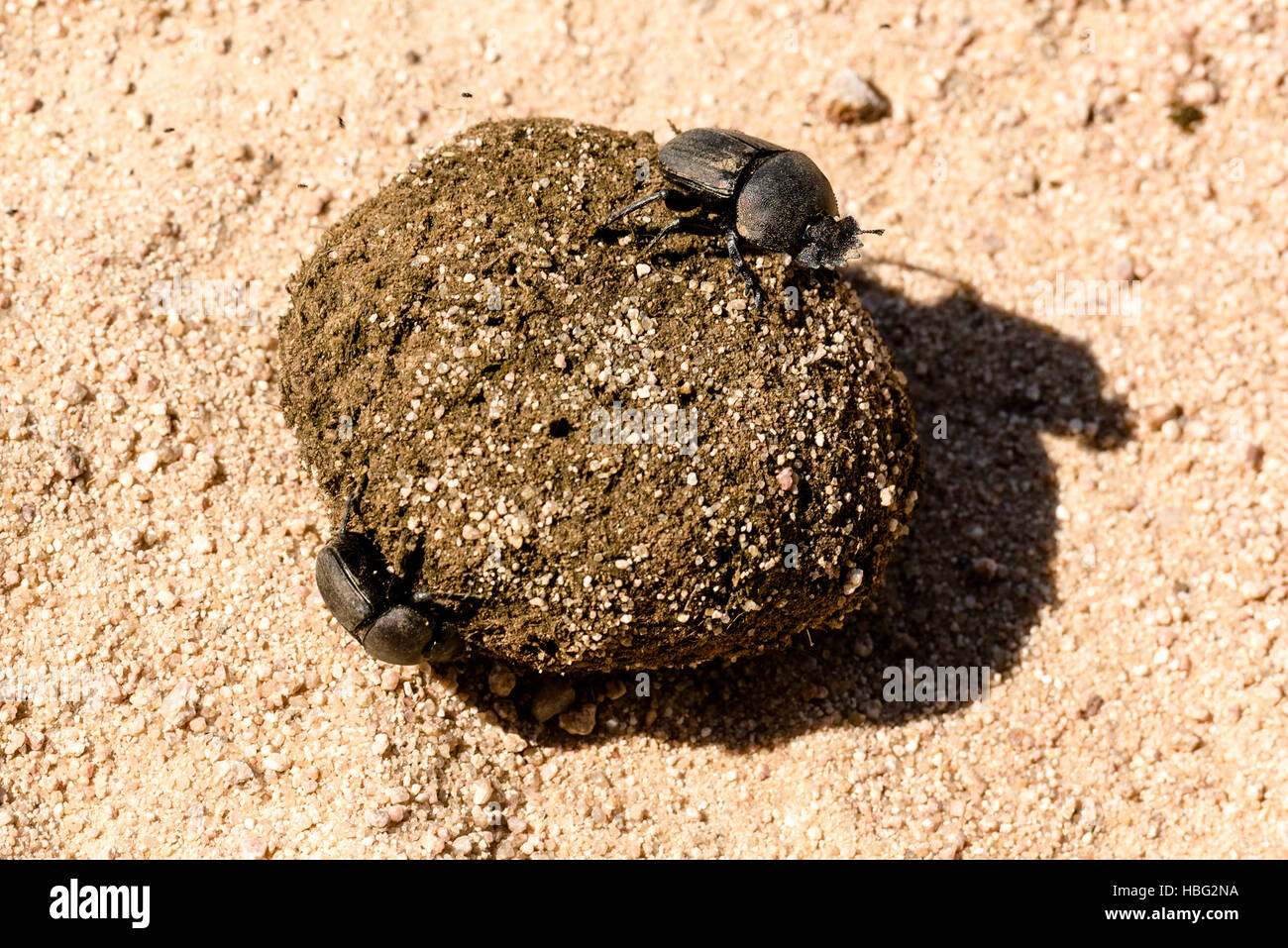 Dung beetles rolling their ball Stock Photo
