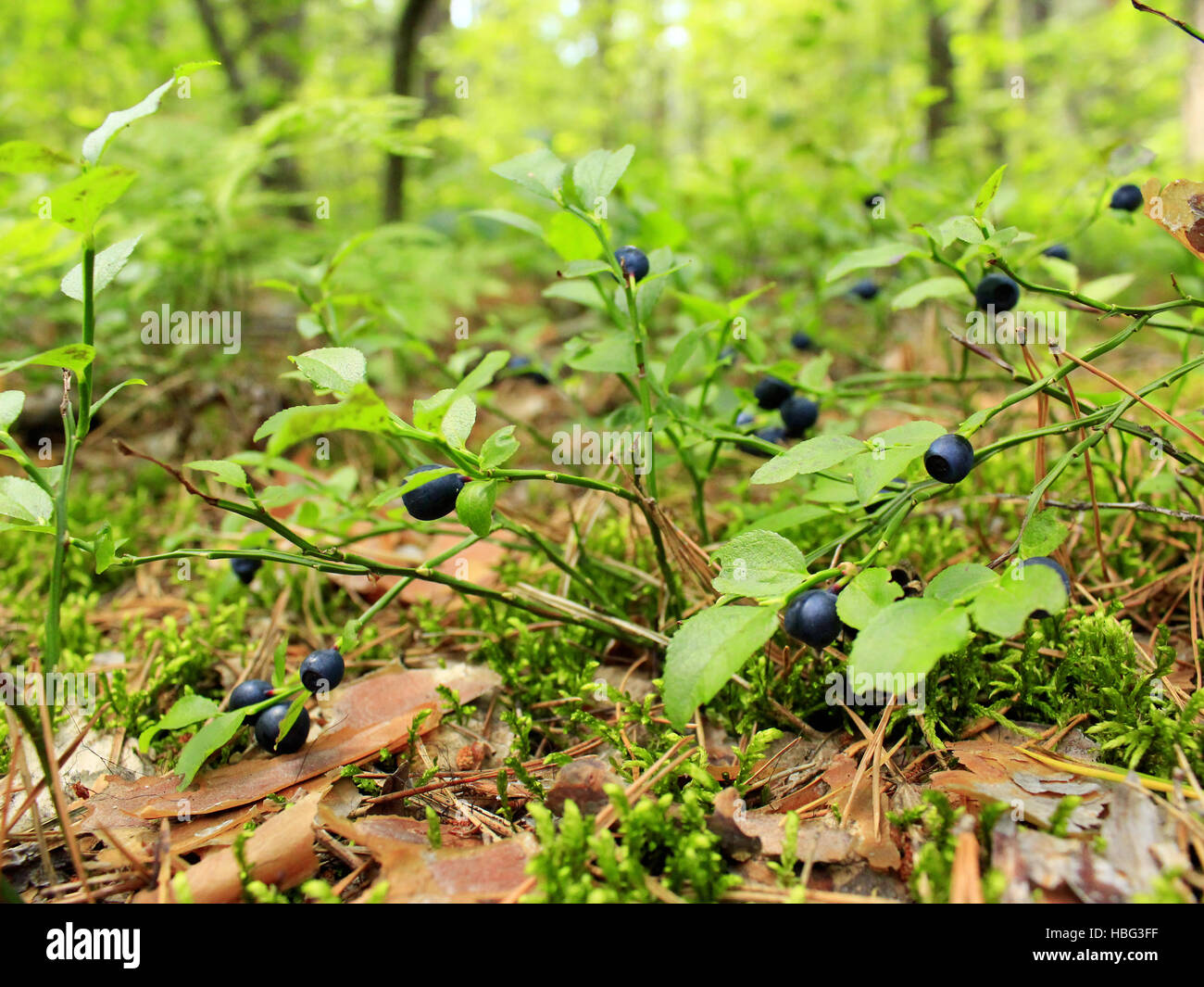 bushes of ripe bilberry in the forest Stock Photo Alamy