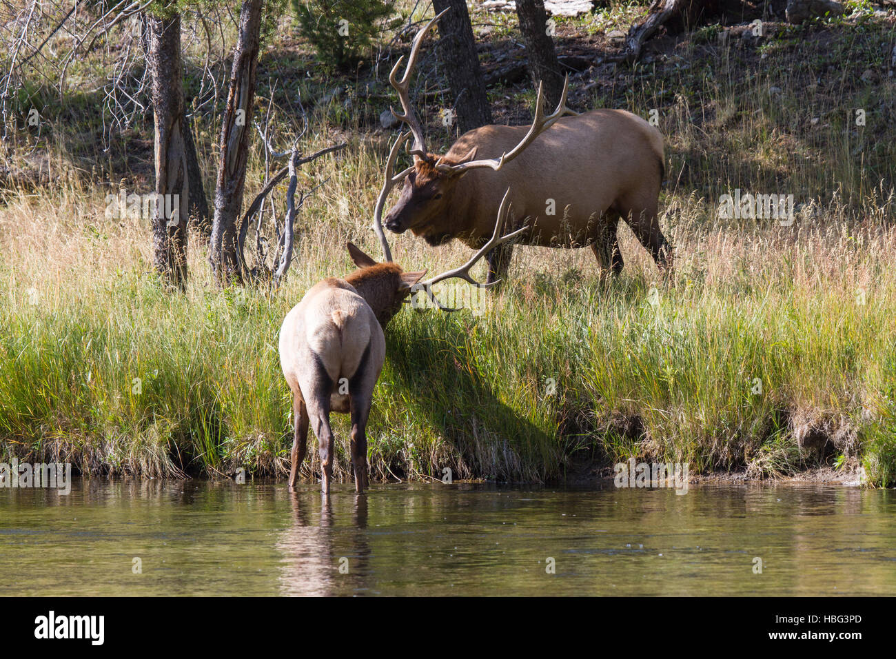 Struggling elk bulls Stock Photo