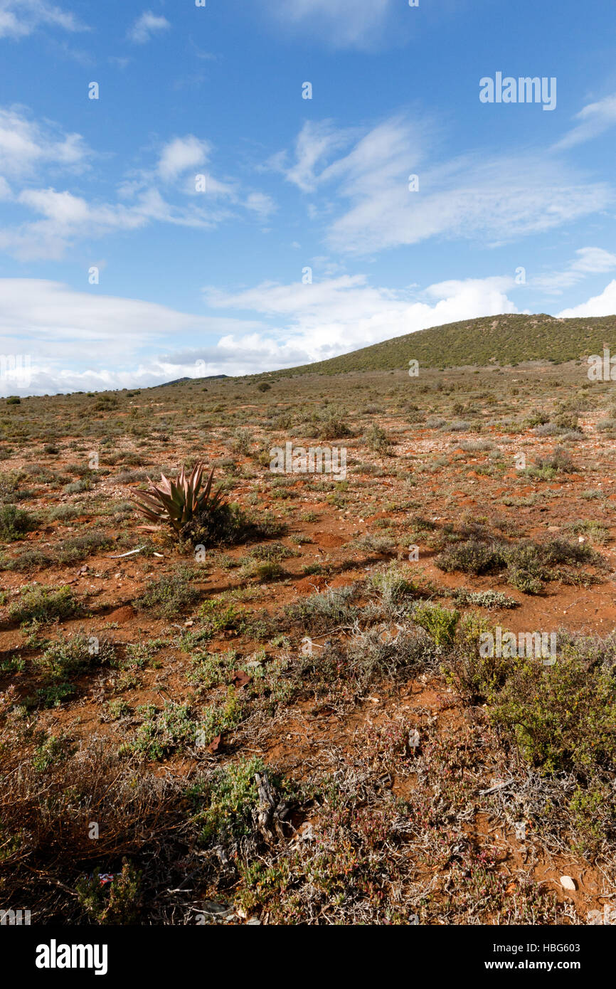 It's Still Dry in Oudtshoorn Stock Photo - Alamy