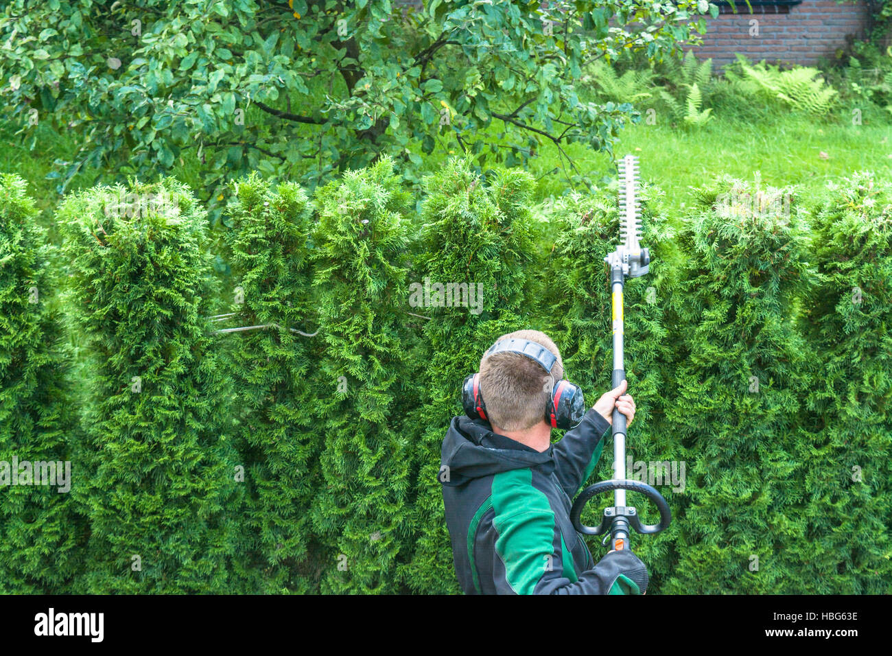 Cutting a hedge Stock Photo Alamy