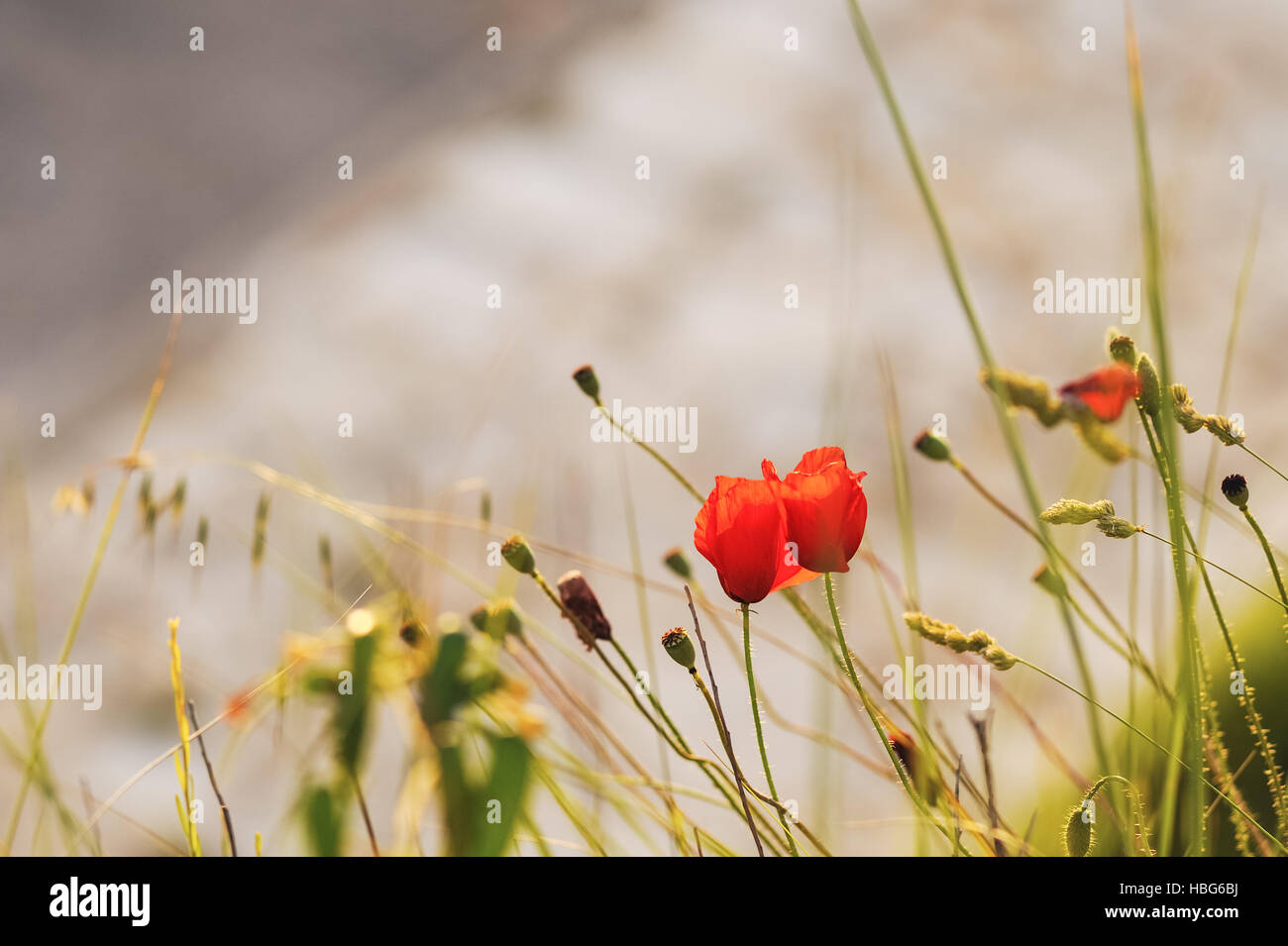 Poppies on the beach Stock Photo