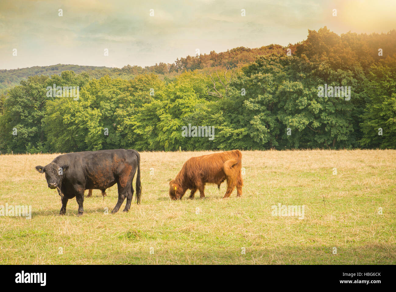 Dun galloway hi-res stock photography and images - Alamy