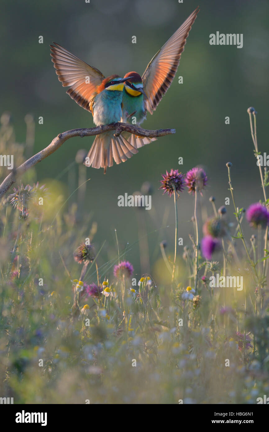 European bee-eaters (Merops apiaster), breeding pair, male approaching perch in flower meadow, Kiskunság National Park, Hungary Stock Photo