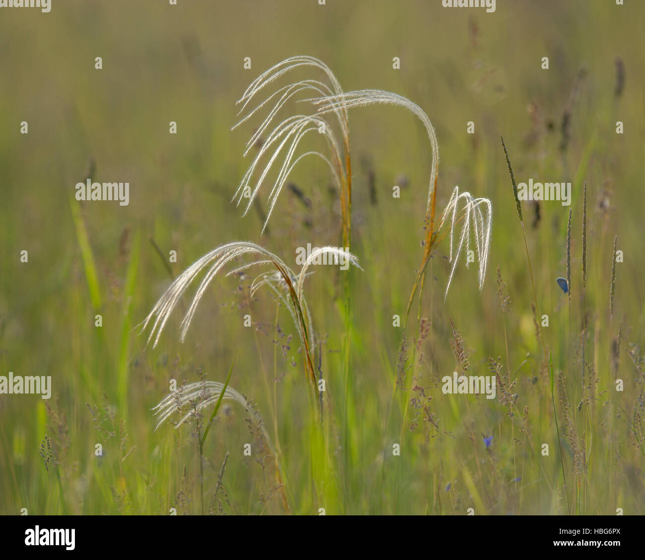 European feather grass or Orphan maidenhair (Stipa pennata), Pannonian steppe, Puszta, Kiskunság National Park, Hungary Stock Photo