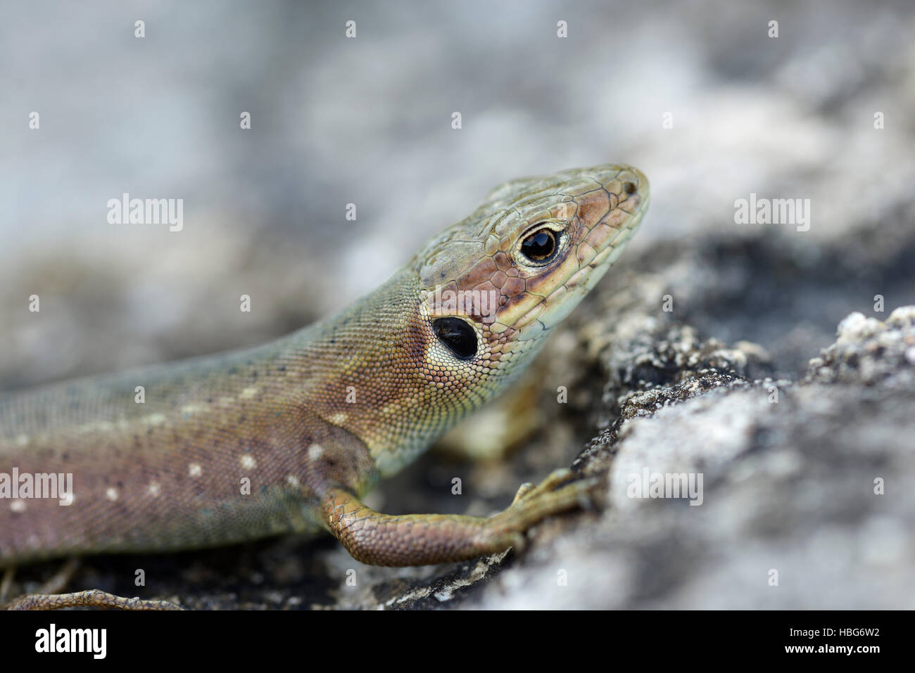 Viviparous lizard (Zootoca vivipara), Pleven, Bulgaria Stock Photo