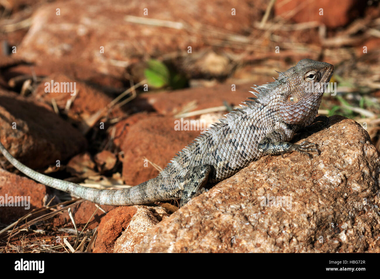 Oriental garden lizard, also eastern garden lizard or changeable lizard (Calotes versicolor), Sri Lanka Stock Photo