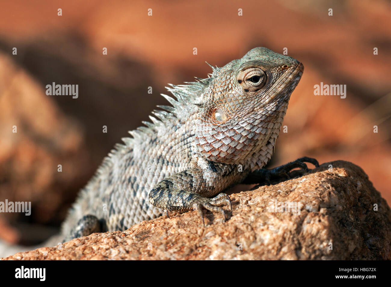 Oriental garden lizard, also eastern garden lizard or changeable lizard (Calotes versicolor) on stone, Sri Lanka Stock Photo