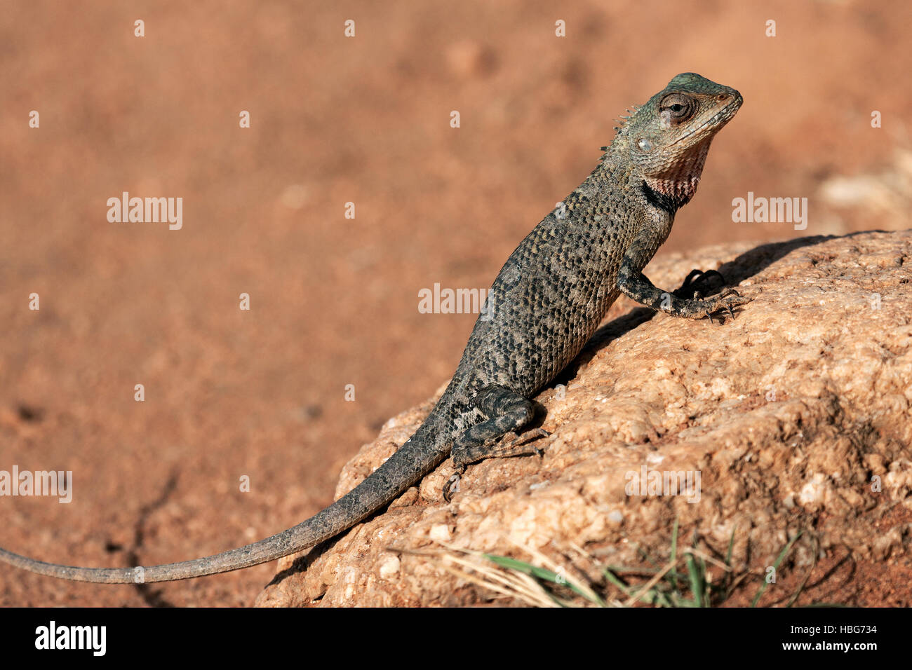 Oriental garden lizard, also eastern garden lizard or changeable lizard (Calotes versicolor), juvenile, Sri Lanka Stock Photo
