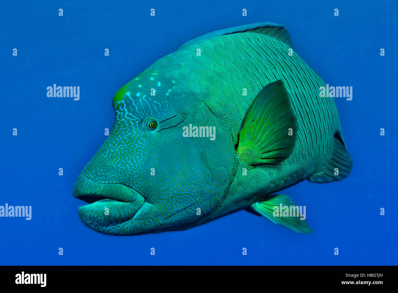 Napoleon fish, Humphead wrasse (Cheilinus undulatus), Red Sea, Egypt Stock Photo