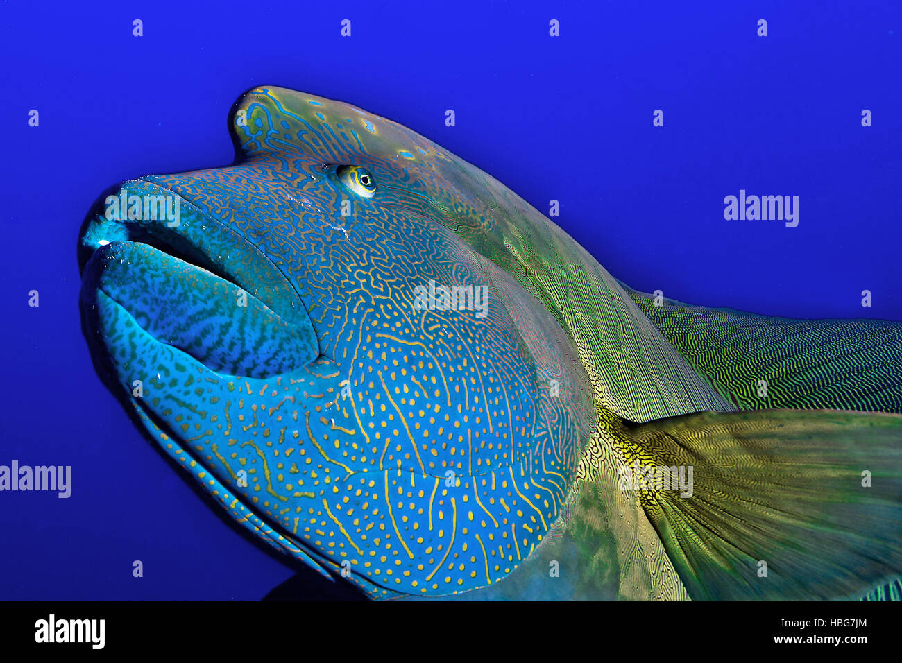 Napoleon fish, Humphead wrasse (Cheilinus undulatus), Red Sea, Egypt Stock Photo