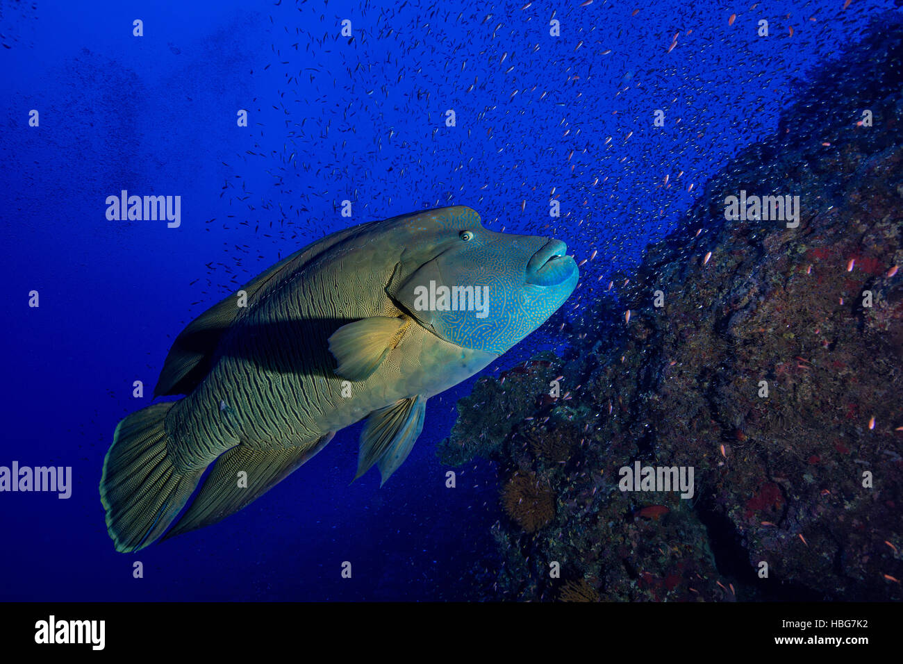 Napoleon fish, Humphead wrasse (Cheilinus undulatus), coral reef, Red Sea, Egypt Stock Photo
