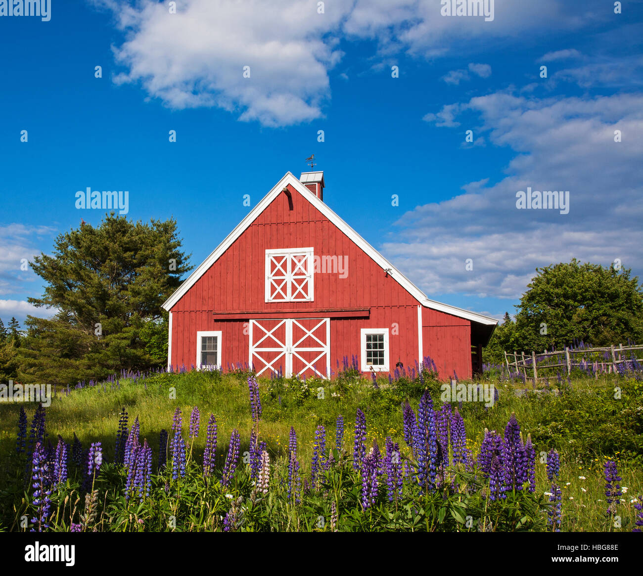 Red Barn, blue sky with spring Lupine flowers in the foreground, Acadia National Park, rural Maine, USA, US New England, FS 12.61MB  300ppi Jpeg Stock Photo