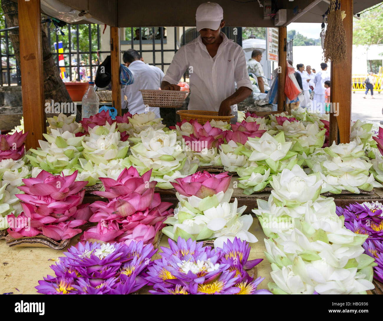 Stall with blue lotus (Nymphaea caerulea) and white and pink lotus blossoms (Nelumbo), offerings for believers, Kandy Stock Photo