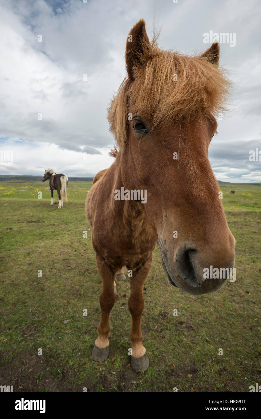 Icelandic horse hires stock photography and images Alamy