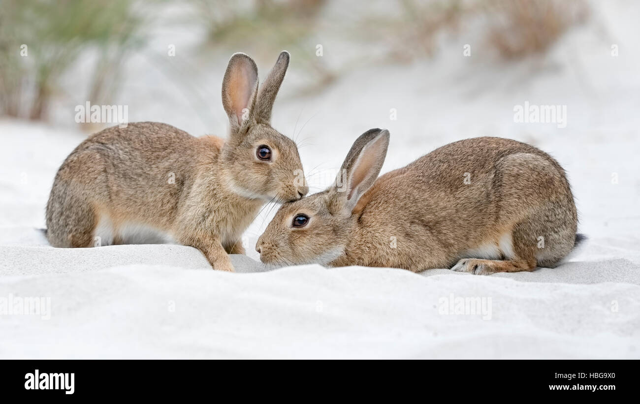 European or common rabbits (Oryctolagus cuniculus), couple on Baltic ...
