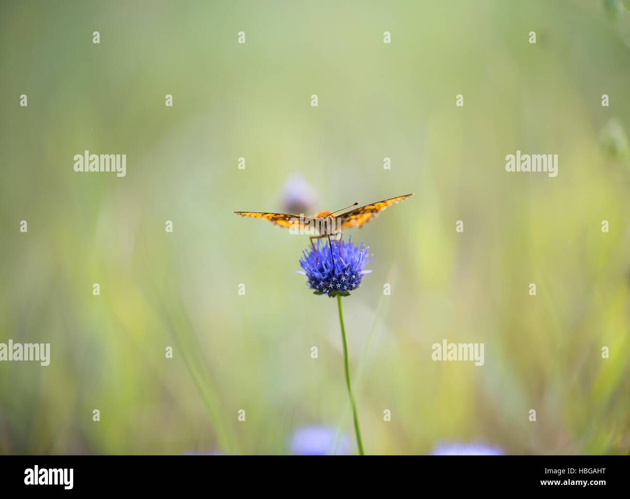 Beutiful Stock Photos & Beutiful Stock Images - Alamy