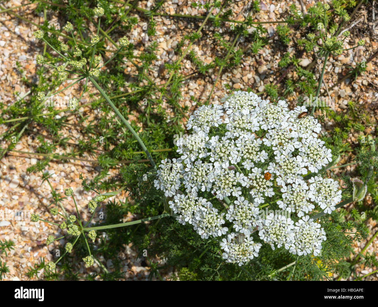 Orlaya daucoides. Crimea. Stock Photo