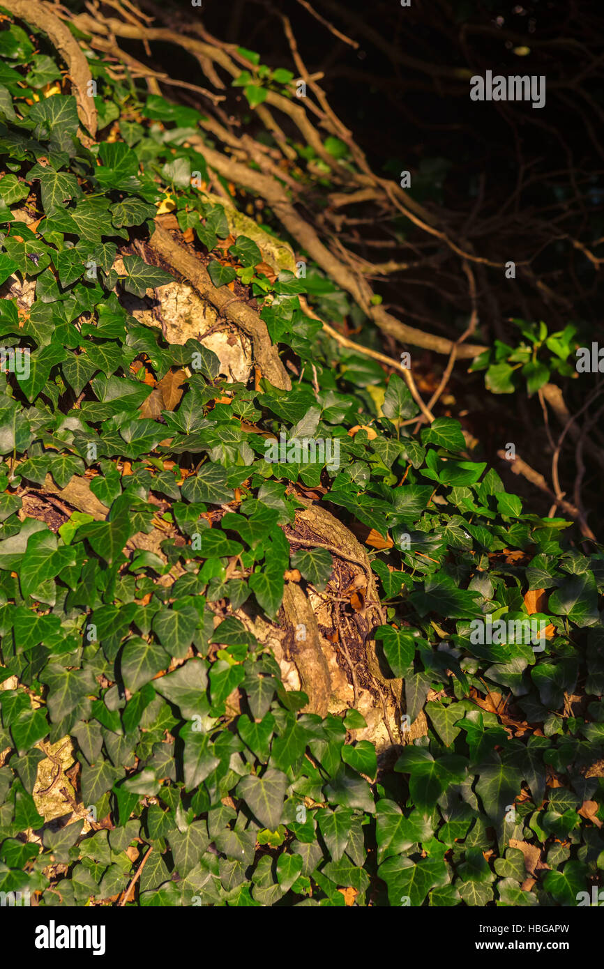 Hedera canariensis. Crimea. Stock Photo