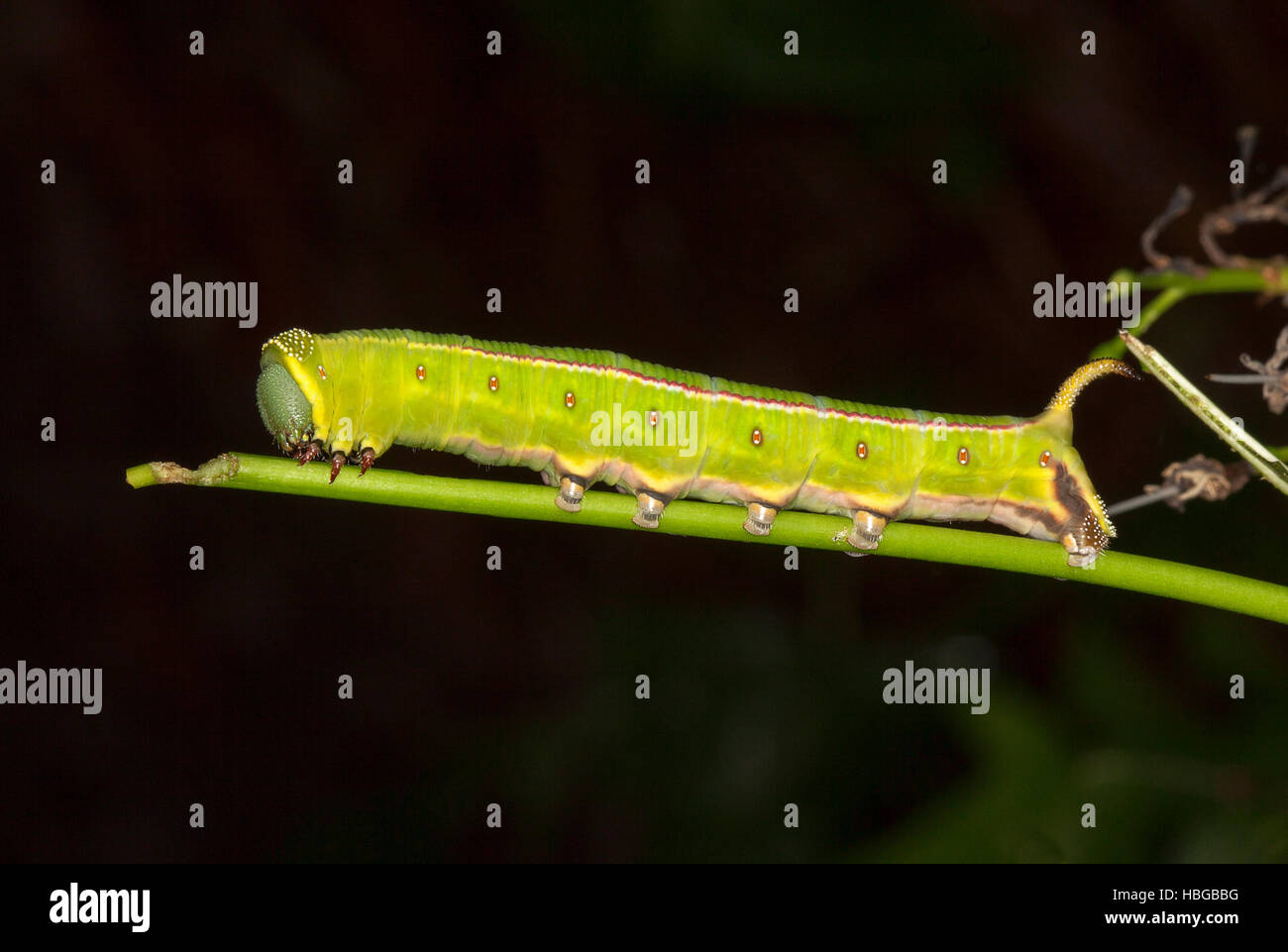 Australian Caterpillars High Resolution Stock Photography And Images Alamy