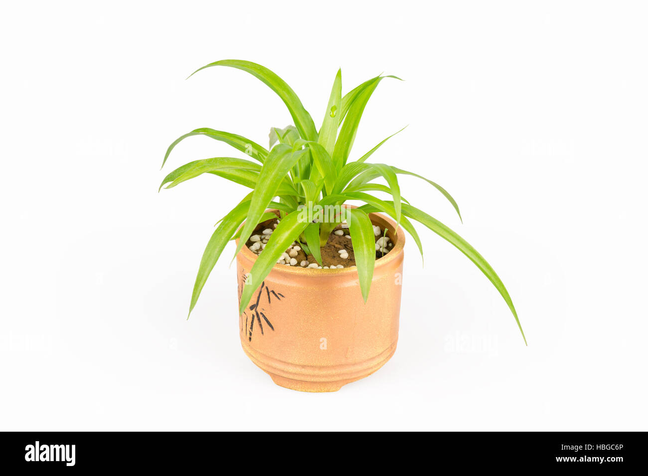 green plant bracketplant Stock Photo