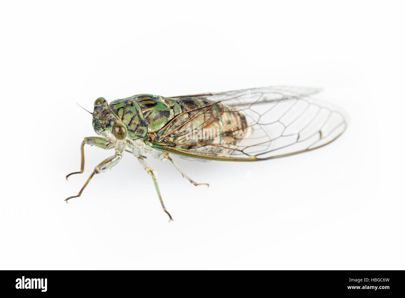 cicada Stock Photo