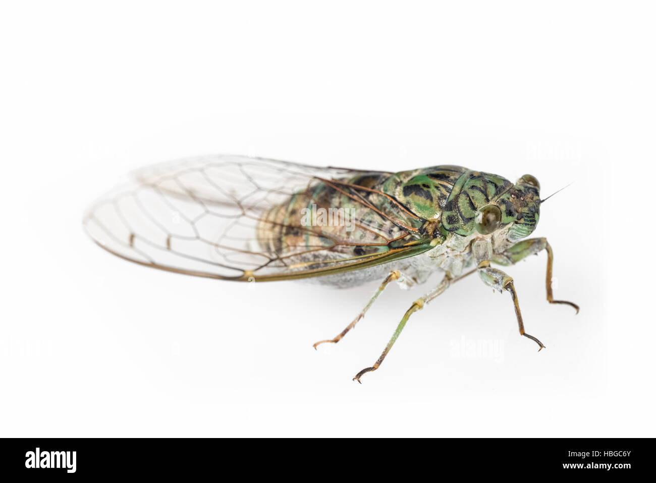 cicada Stock Photo