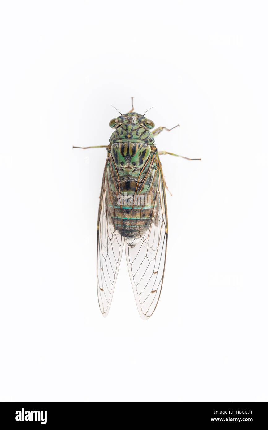 cicada Stock Photo